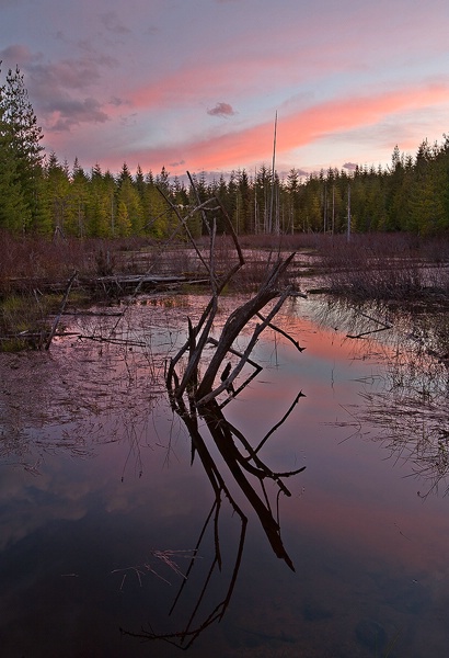 Holly Pond - ID: 12904896 © william (. Dodge