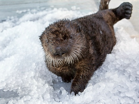 Grooming in the Ice