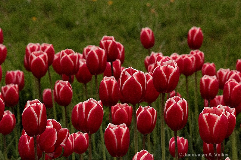 Tulips in Oil