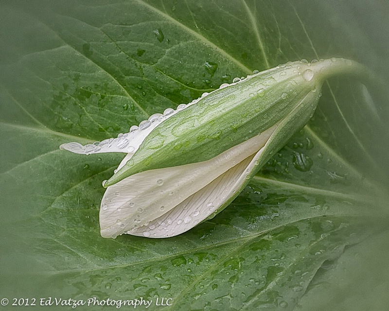 White Trillium Bud