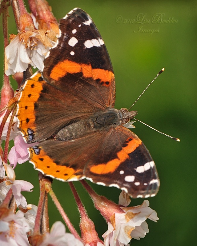 Red Admiral