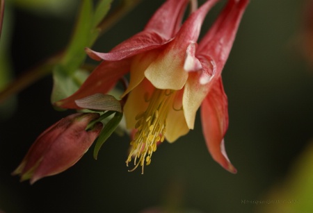 Wild Columbine