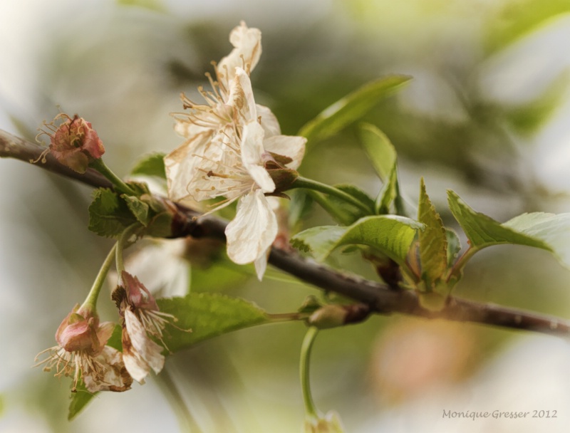 Future Cherry Pie