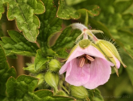 Wildflower textures