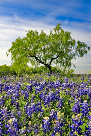Texas Bluebonnet Field