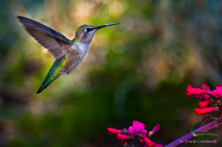Female Anna's Hummingbird, Phoenix, AZ - ID: 12907184 © Gloria Matyszyk