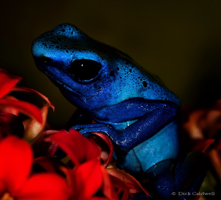 Blue dart frog - ID: 12907201 © Gloria Matyszyk