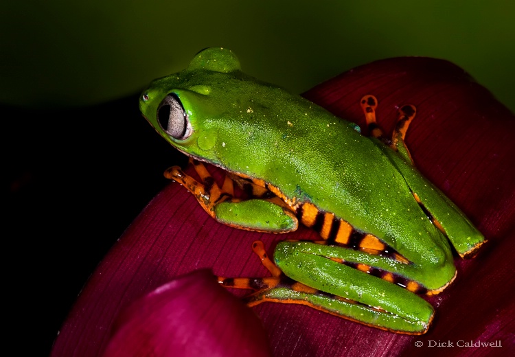 Green tree frog - ID: 12907203 © Gloria Matyszyk