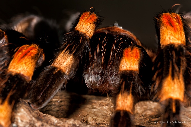 Tarantula spider close up - ID: 12907208 © Gloria Matyszyk