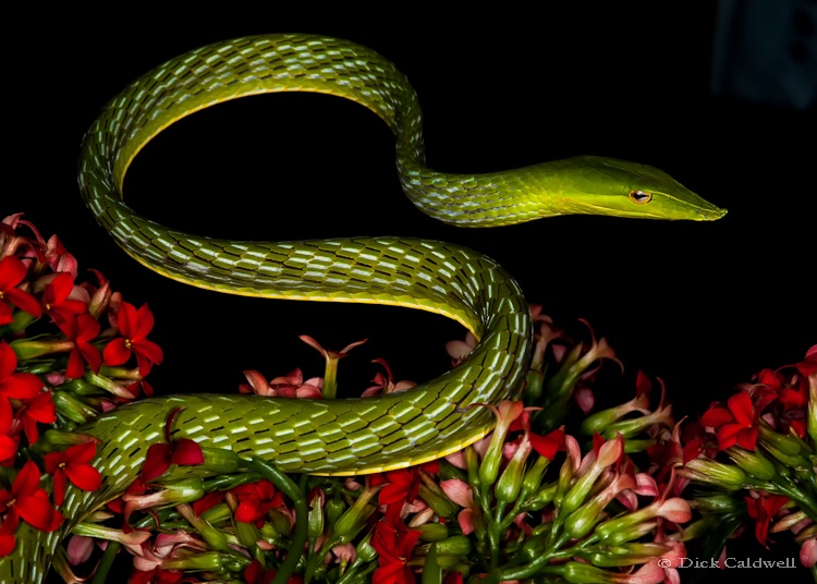 Asian green vine snake - ID: 12907211 © Gloria Matyszyk
