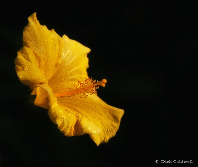 Yellow Hibiscus single flower - ID: 12907224 © Gloria Matyszyk