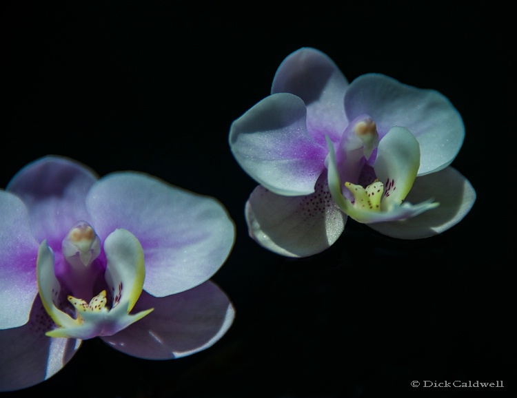 Phalenopsis orchids,Sunken Gardens,St.Petersburg - ID: 12907226 © Gloria Matyszyk