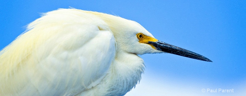 White Bird - ID: 12907679 © paul parent