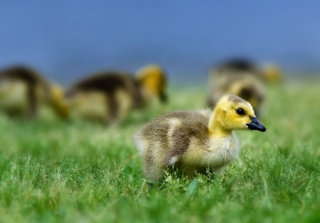 Goslings