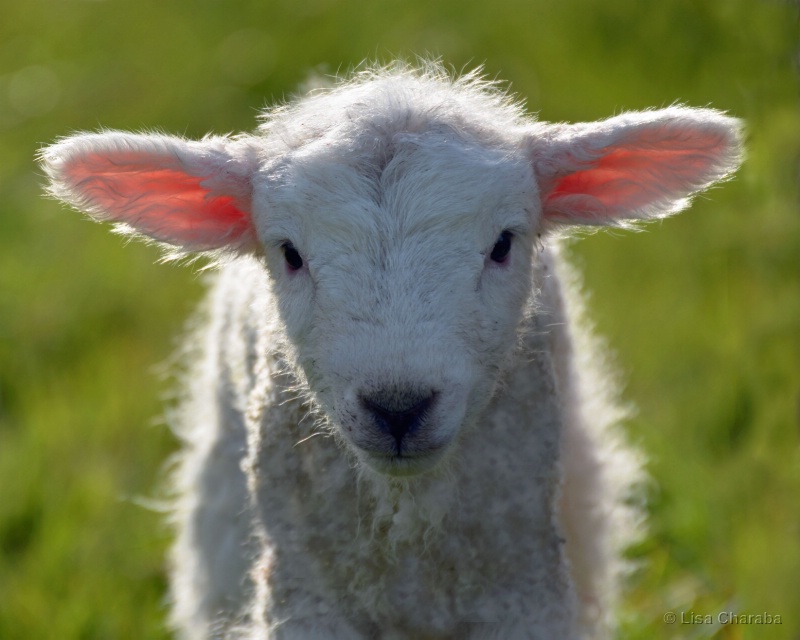 Curious Lamb