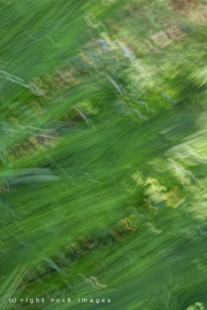 Spring Grasses Abstract