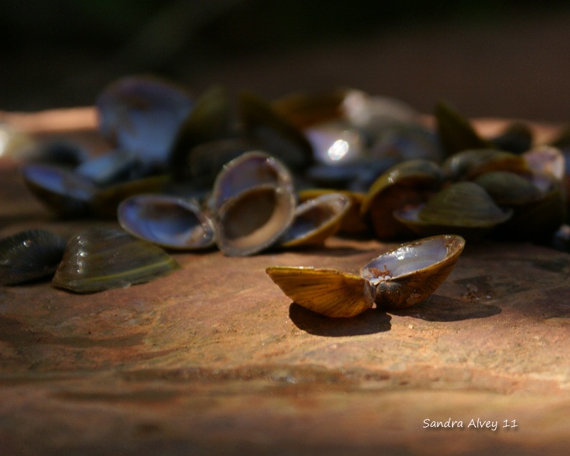 Shells in the Shade