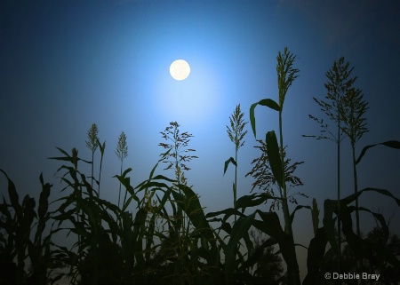 Maize and Moon (and mozzies!!)