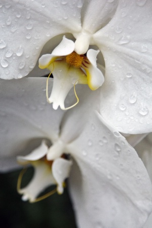 White Orchids