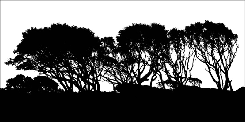 Coastal Trees