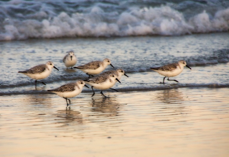 Sanderlings