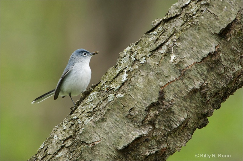 Blue Gray Gnatcatcher with a Bug in His Beak