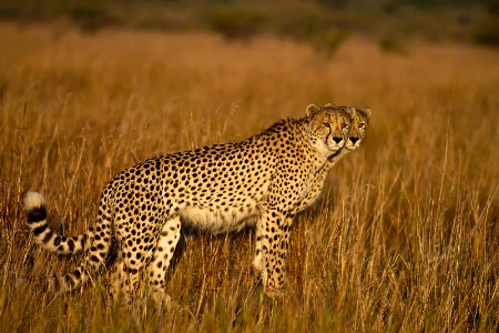 2 Cheetahs Seeing Double