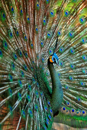 Peacock