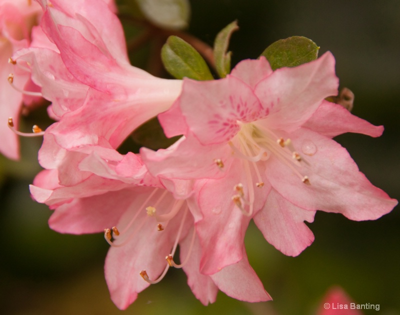 Azalea