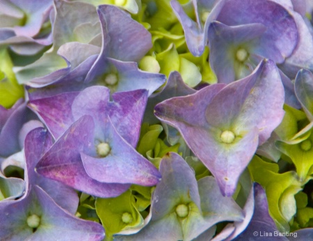 Hydrangea