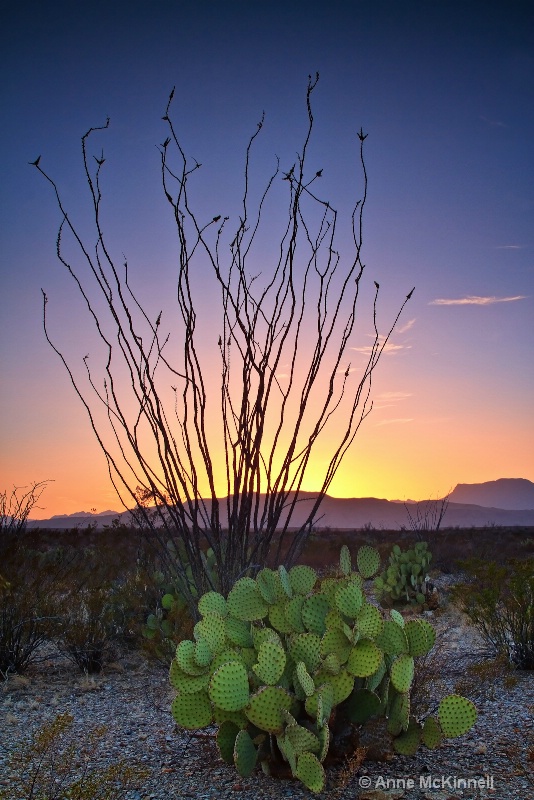 Chihuahuan Desert