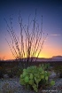 Chihuahuan Desert