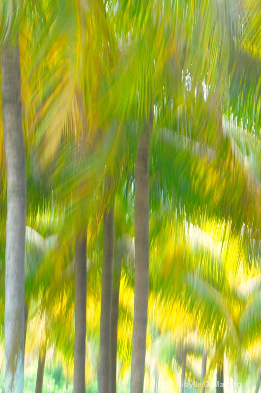 palm trees - ID: 12913155 © Sibylle G. Mattern