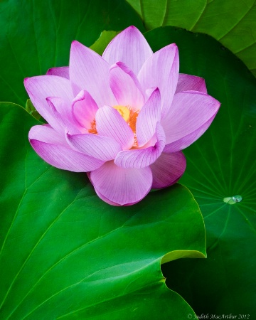 Pink Lotus and Leaf Curves