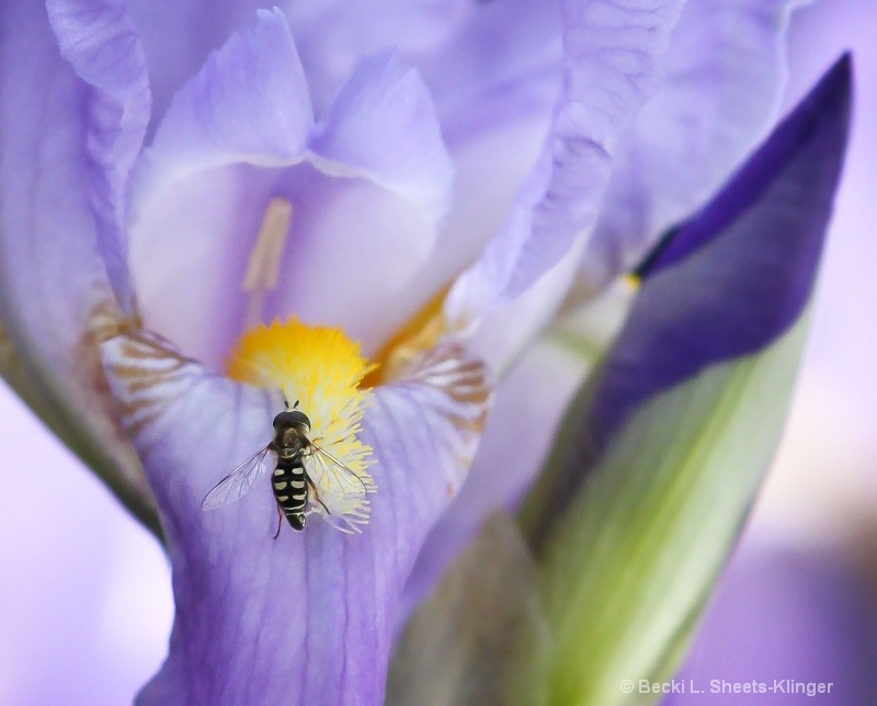 Iris Bee