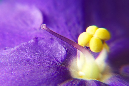 African Violet- Detail