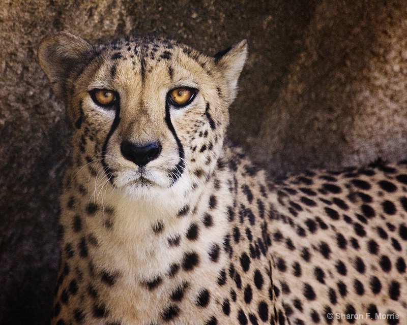 African Cheetah 