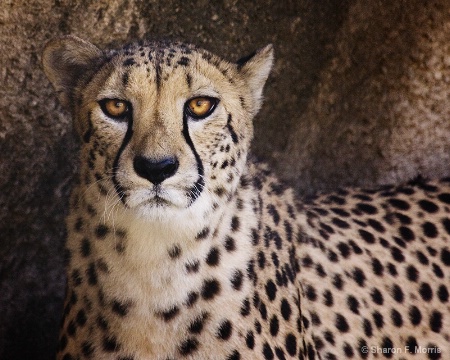 African Cheetah 