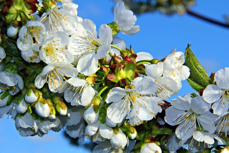 Cherry Blossoms