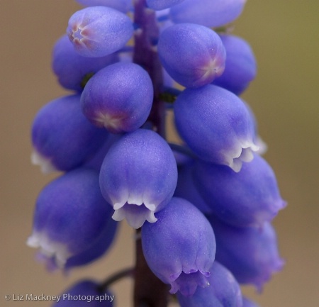 Little Grapes Opening