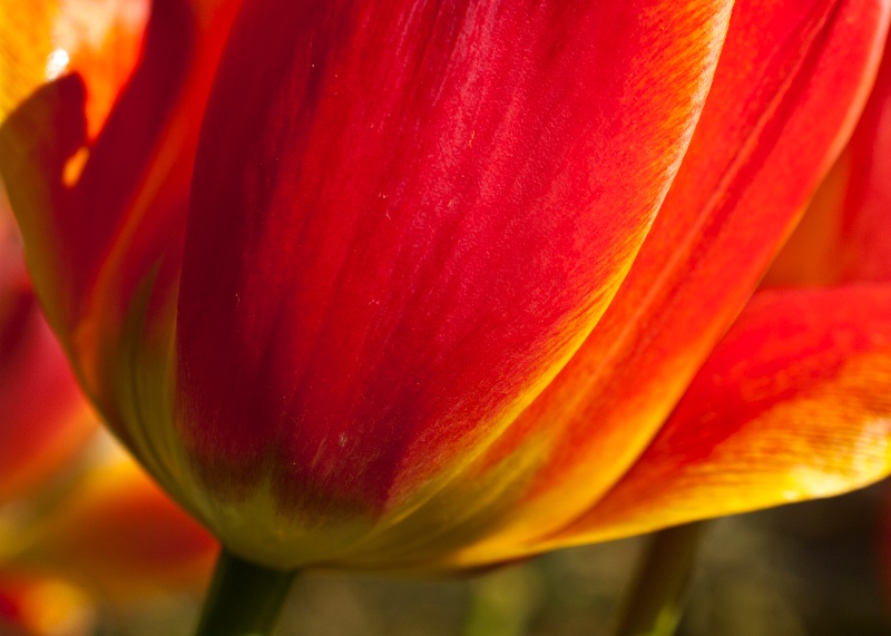 Late Tulips