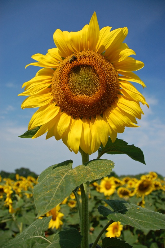 Maryland Sunflower