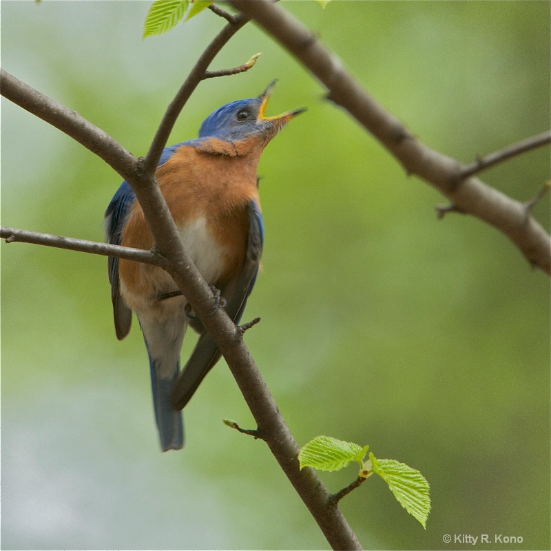 Bluebird with Open Mouth