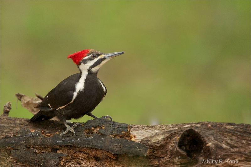 Pileated Woodpecker on a Log at Valley Forge