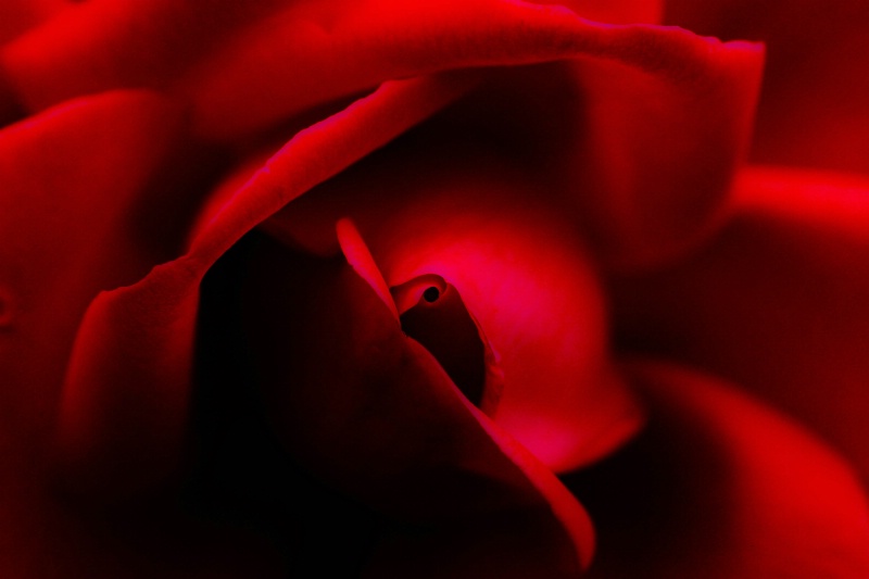 Red Rose - ID: 12915306 © Tomás Widow