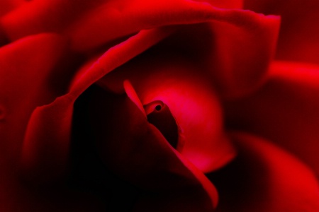 Red Rose