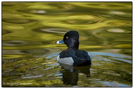 Duck on Abstract Pond
