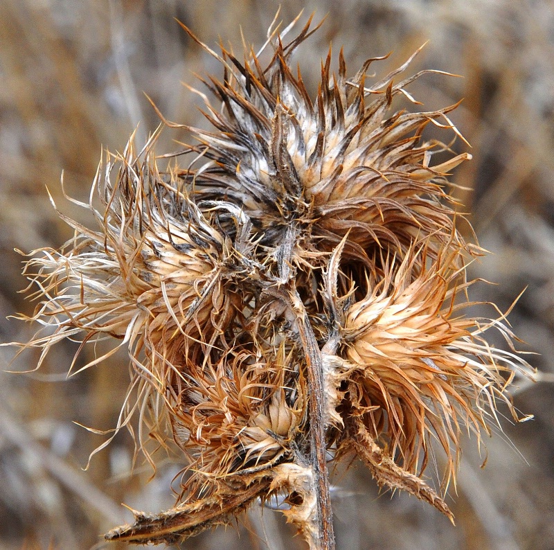 Last Years Thistles