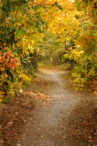 fall path web - ID: 12916329 © Heather Robertson