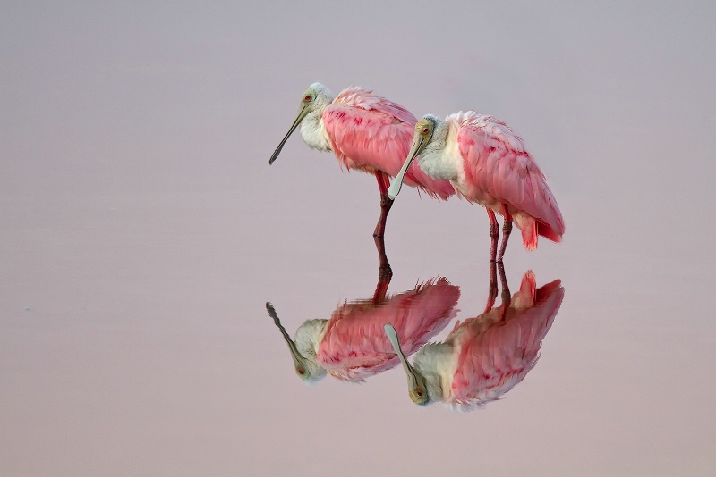 2 Roseate Spoonbills Early Morning Reflection